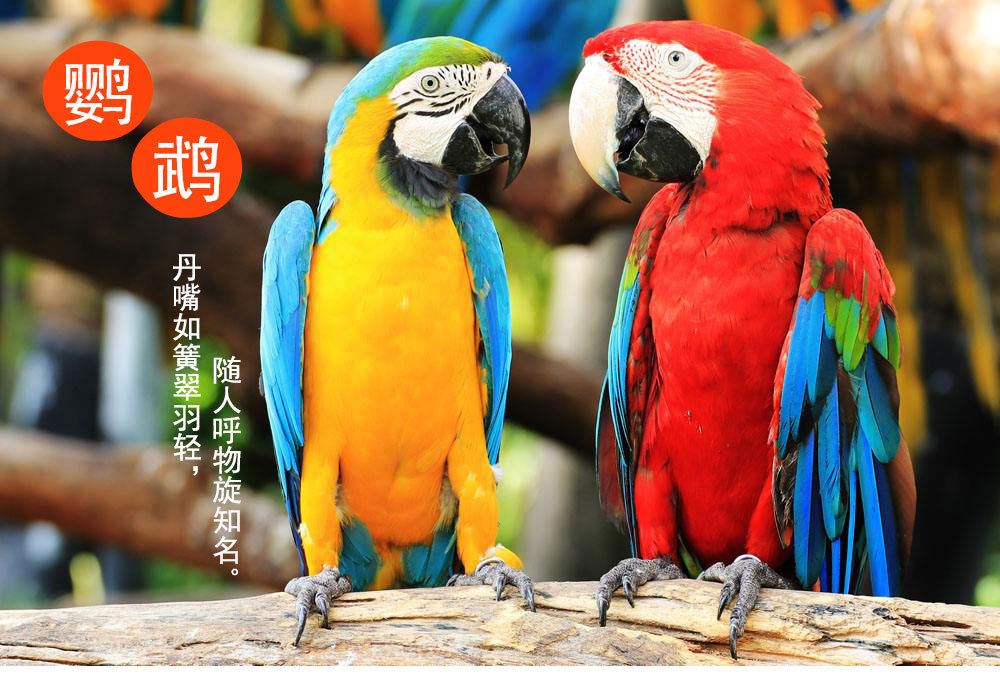 鹦鹉详情_01